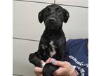 Adopt Jessie a Mixed Breed (Medium) / Mixed dog in Rancho Santa Fe