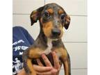 Adopt Jane a Mixed Breed (Medium) / Mixed dog in Rancho Santa Fe, CA (39063103)