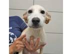 Adopt Jenny a Mixed Breed (Medium) / Mixed dog in Rancho Santa Fe, CA (39063101)