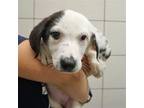 Adopt Shasta a Mixed Breed (Medium) / Mixed dog in Rancho Santa Fe