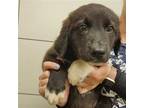 Adopt Sutter a Mixed Breed (Medium) / Mixed dog in Rancho Santa Fe