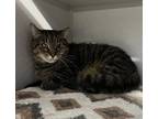 Adopt Oak a Domestic Shorthair / Mixed cat in Sheboygan, WI (39062975)