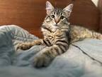 Adopt Nickle - In Foster a Domestic Mediumhair / Mixed cat in Birdsboro