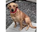 Adopt Lyla a Red/Golden/Orange/Chestnut Labrador Retriever / Feist / Mixed dog