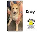 Adopt Roxy a Tan/Yellow/Fawn Husky / Mixed dog in Newburgh, IN (39062865)