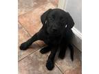 Adopt Jocelyn a Labrador Retriever / Mixed dog in El Dorado, AR (39062825)