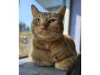 Adopt Pumpkin Spice a Domestic Mediumhair / Mixed (short coat) cat in Penticton