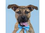 Adopt Gemma a Red/Golden/Orange/Chestnut Boxer / Mixed dog in Merriam