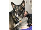 Adopt Mars, and I love fetch! a Black - with Tan, Yellow or Fawn German Shepherd