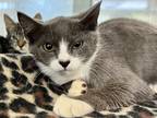 Adopt Squash a Gray or Blue Domestic Shorthair / Domestic Shorthair / Mixed cat