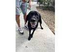 Adopt Toby a Black Labrador Retriever / Mixed dog in Hilton Head, SC (39062597)
