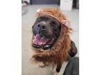 Adopt Vegas a Pit Bull Terrier / Mixed dog in Santa Rosa, CA (39062308)
