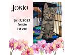 Adopt Josie a All Black Domestic Shorthair / Mixed (short coat) cat in Sumter
