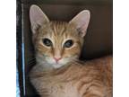 Adopt Butternut a Orange or Red Domestic Shorthair / Mixed cat in Waynesboro