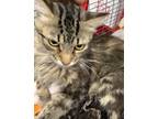 Adopt a Domestic Mediumhair / Mixed cat in Pomona, CA (39062267)