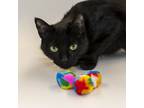 Adopt Shaylah a Domestic Shorthair / Mixed cat in Houston, TX (39062149)