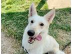 Adopt Cheesy a Shepherd (Unknown Type) / Mixed dog in Houston, TX (39062139)
