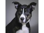 Adopt Fuego a Shepherd (Unknown Type) / Mixed dog in Houston, TX (39062136)