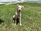 Adopt June Bug a Australian Cattle Dog / Mixed dog in Houston, TX (39062118)