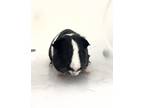 Adopt Oreo a Guinea Pig small animal in Houston, TX (39062108)