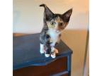 Adopt Dixie a Tortoiseshell Domestic Shorthair / Mixed (short coat) cat in