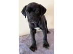 Adopt Limbo a Black - with White Pug / Pit Bull Terrier / Mixed dog in Phoenix