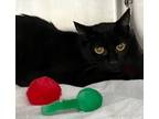 Adopt Knightly a Domestic Shorthair / Mixed (short coat) cat in Staten Island