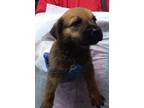 Adopt Mark a Retriever (Unknown Type) / Mixed dog in Birmingham, AL (39062063)