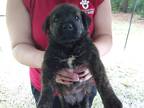 Adopt Mario a Retriever (Unknown Type) / Mixed dog in Birmingham, AL (39062061)