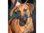 Adopt Hank a Brown/Chocolate Hound (Unknown Type) / Mixed dog in Greenwood
