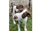 Adopt Larry a White Hound (Unknown Type) / Mixed dog in Gloucester