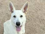 Adopt Sweetie a White Mixed Breed (Medium) / Mixed dog in Georgetown