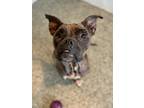 Adopt Maria a Brindle American Pit Bull Terrier / Mixed dog in Penn Yan