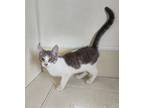 Adopt Huey a Domestic Shorthair / Mixed (short coat) cat in Maquoketa