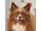 Adopt Tilly a Pomeranian / Husky / Mixed dog in Troy, OH (39016500)