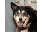 Adopt Loretta a Shepherd (Unknown Type) / Mixed dog in Troy, OH (39034089)
