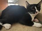 Adopt Italia a Domestic Shorthair / Mixed (short coat) cat in Phoenix