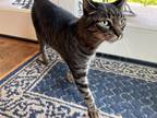 Adopt Meow Meow a Brown Tabby Domestic Shorthair / Mixed (short coat) cat in