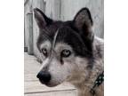 Adopt GORDIE HOWLE (Mid-East) yo a Black - with White Siberian Husky / Mixed dog