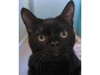 Adopt Willamette a All Black Domestic Shorthair (short coat) cat in Encinitas