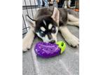 Adopt Hansel a Black - with Gray or Silver Siberian Husky / Mixed dog in