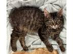 Adopt Elgan a Brown Tabby Domestic Longhair / Mixed (long coat) cat in Oxford