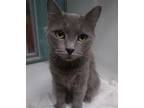 Adopt Betty a Gray or Blue Domestic Mediumhair / Domestic Shorthair / Mixed cat