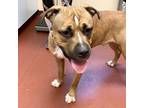 Adopt Simba a American Pit Bull Terrier / Mixed dog in Salisbury, MD (39060845)