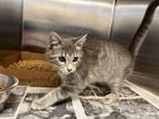 Adopt Shock a Gray or Blue Domestic Shorthair / Domestic Shorthair / Mixed cat
