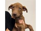 Adopt Babcok a Mixed Breed (Medium) / Mixed dog in Rancho Santa Fe