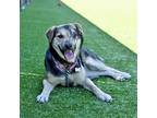 Adopt Omid a Mixed Breed (Medium) / Mixed dog in Rancho Santa Fe, CA (39060749)