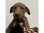 Adopt Blaine a Mixed Breed (Medium) / Mixed dog in Rancho Santa Fe