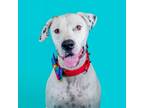 Adopt Link a White - with Tan, Yellow or Fawn Mixed Breed (Large) / Mixed dog in