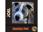 Adopt JOEL a Gray/Blue/Silver/Salt & Pepper Pit Bull Terrier / Mixed dog in